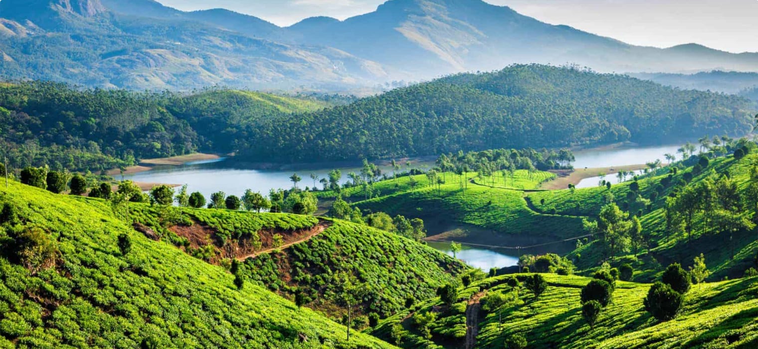 Kerala, India tea plantations