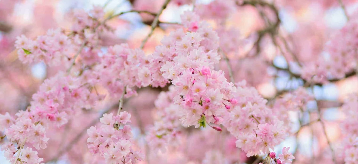 Japanese tours