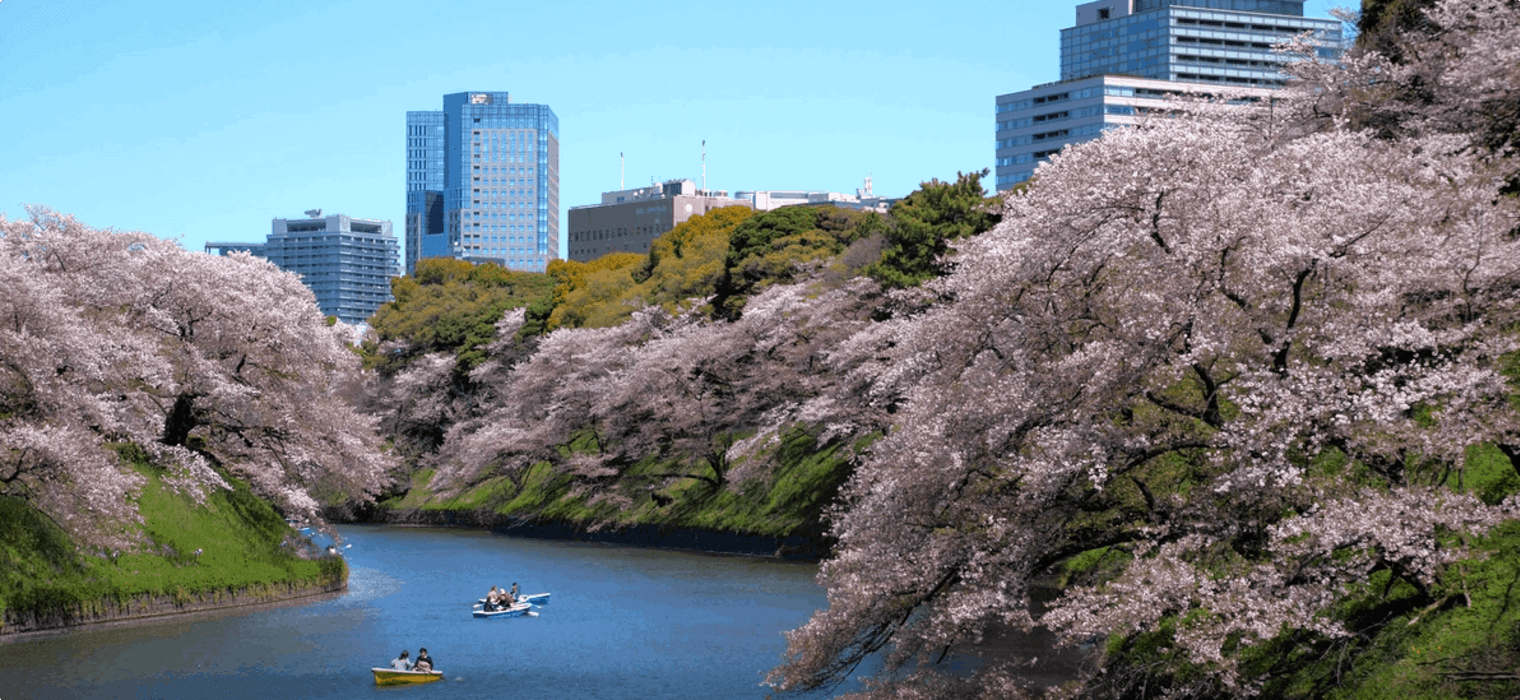 Hanami - Japan Cherry blossoms