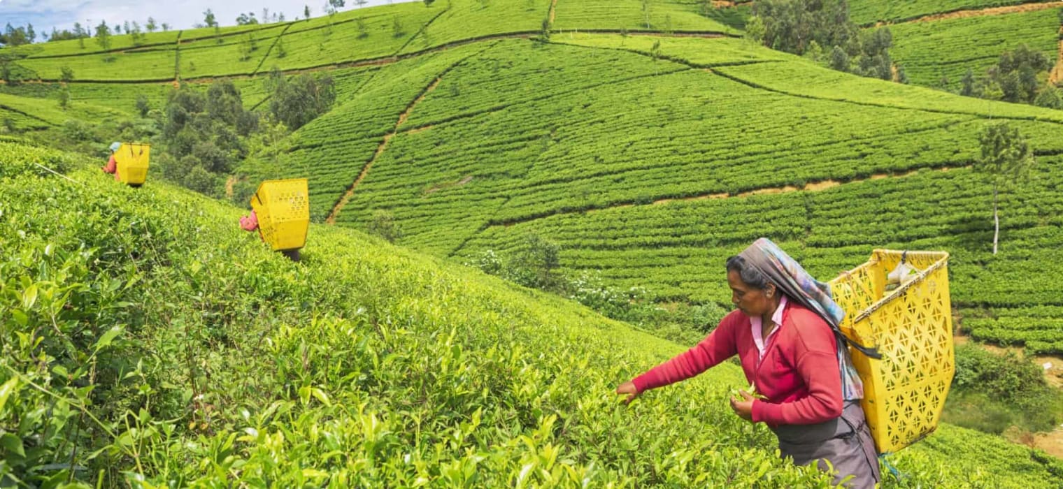 Workers at a tea plantation in Nuwara Eliya