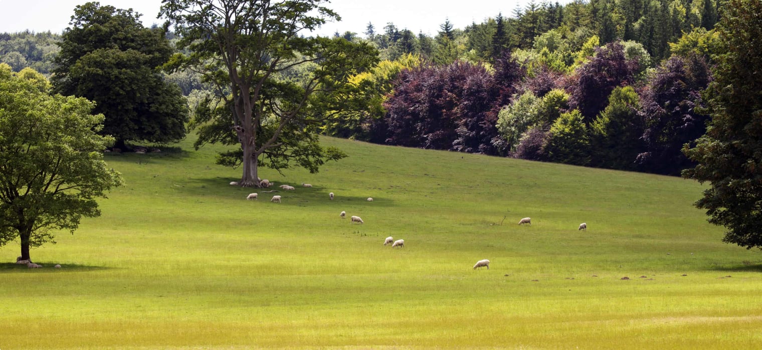 South Downs Way, England