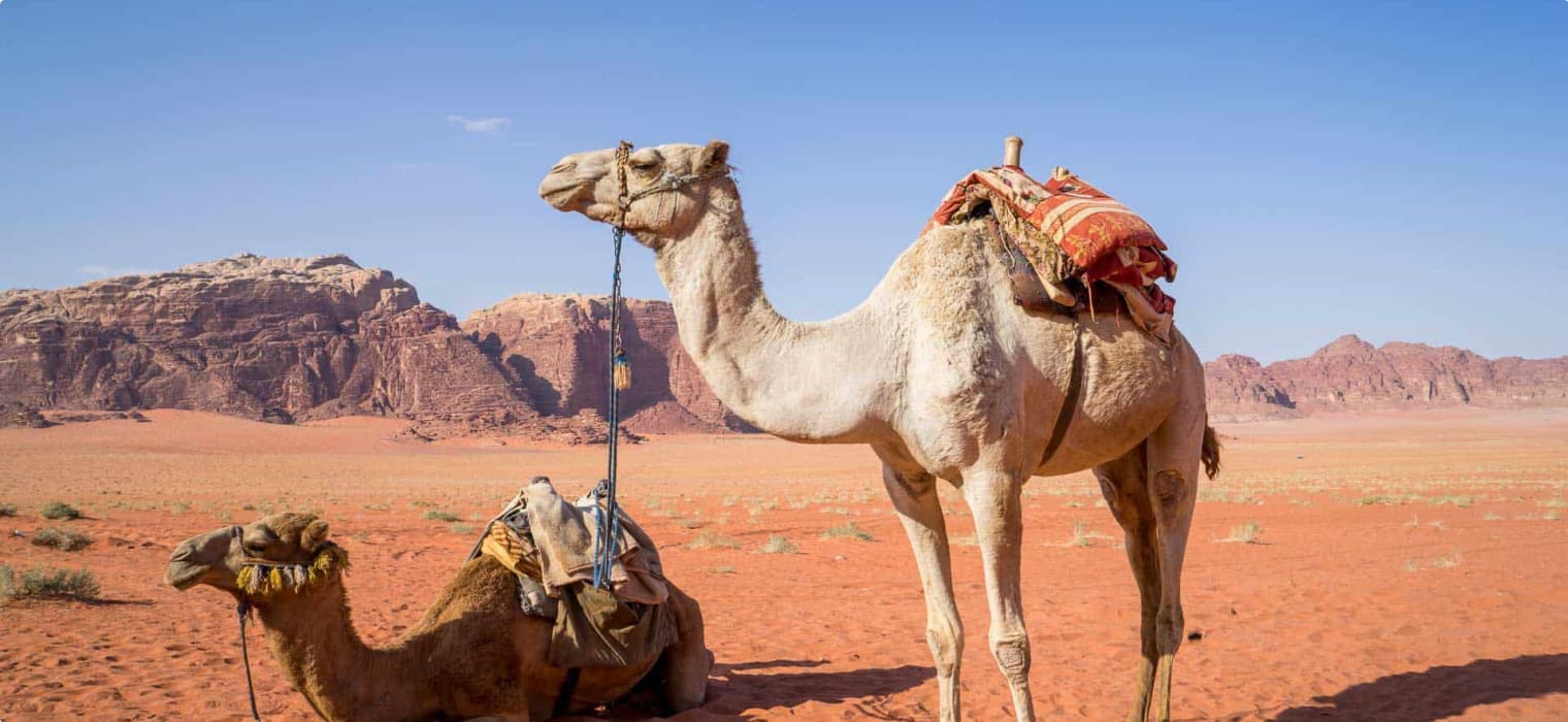 camel in wadi rum jordan