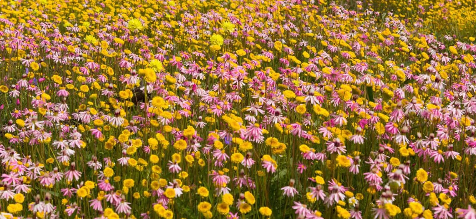 Wildflowers, Coalseam Conservation Park