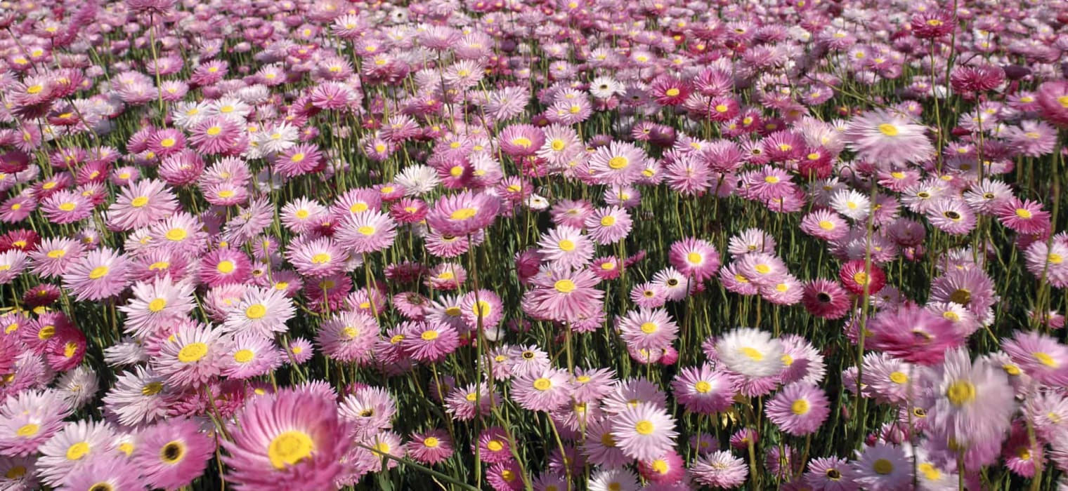 Field of Rosy Everlasting wildflowers growing in Western Australia.