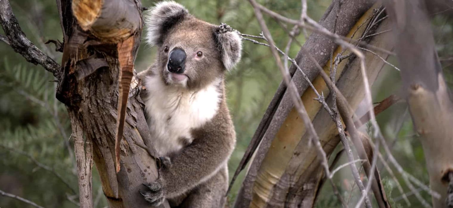 Koala in a tree on Kangaroo Island