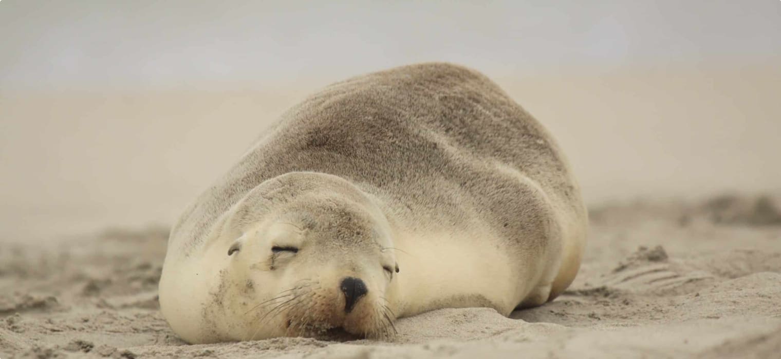 Sea Lion