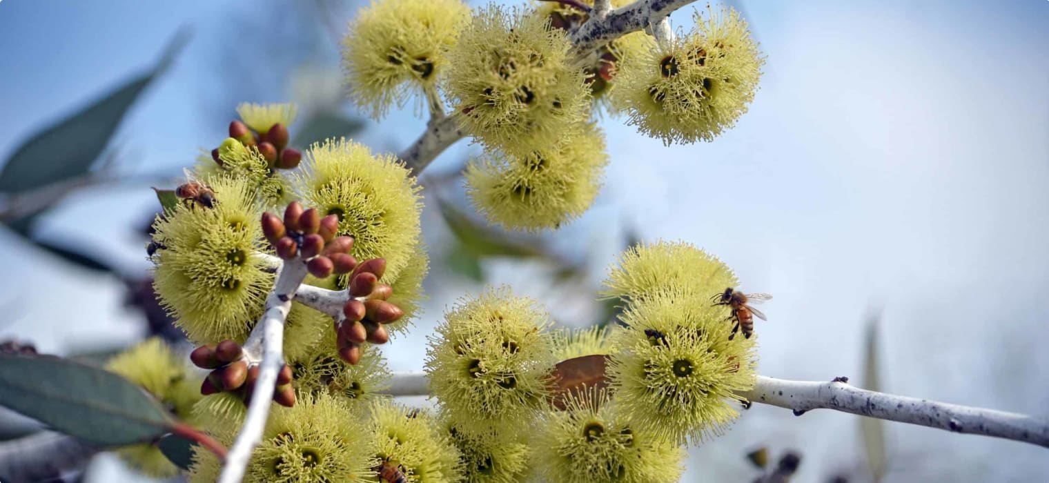 Mallee - flowers