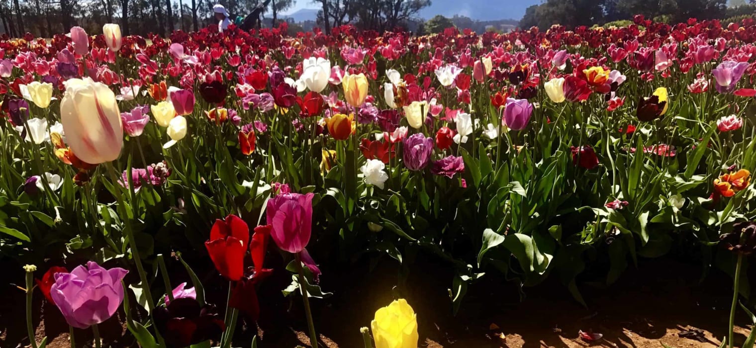 Tulips