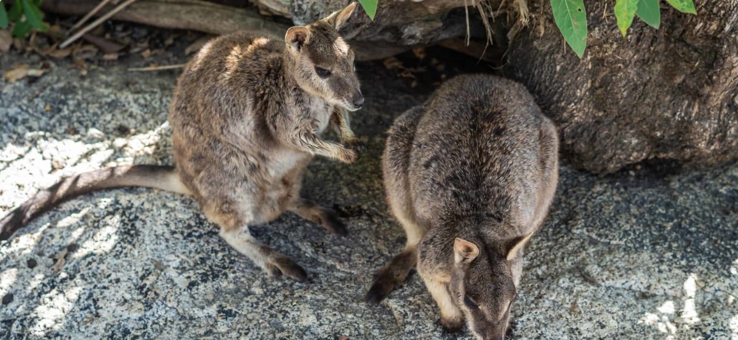 yellow footed rock wallaby joeys