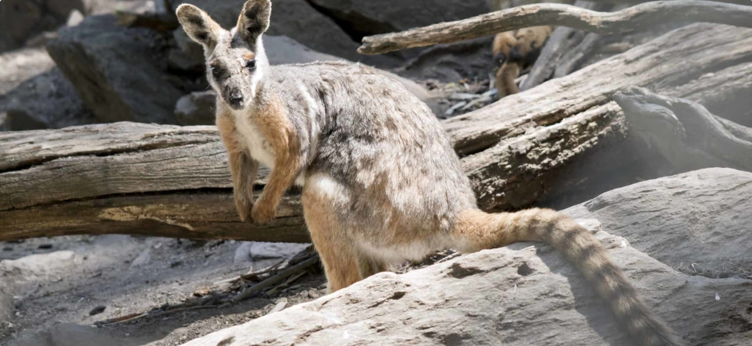 Yellow footed rock wallaby