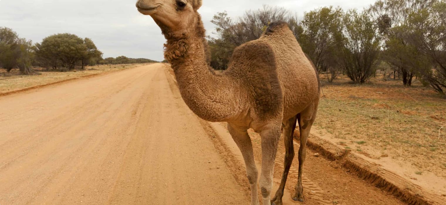 Camels of the Australian Outback