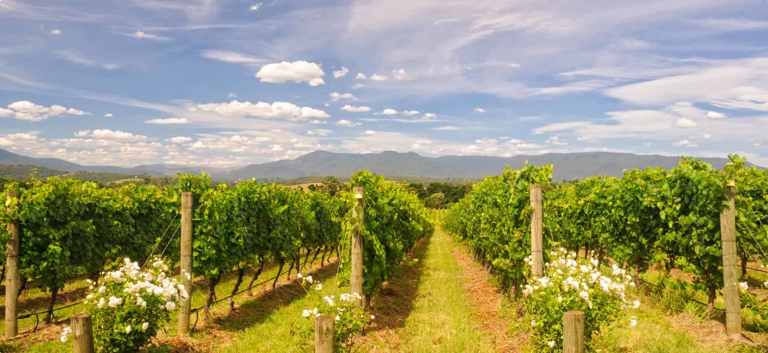 The Yarra Valley, Victoria