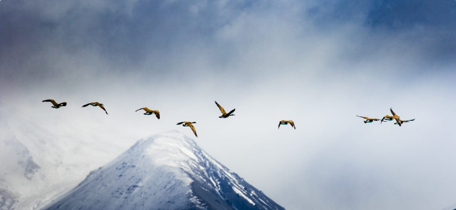 New Zealand Wildlife