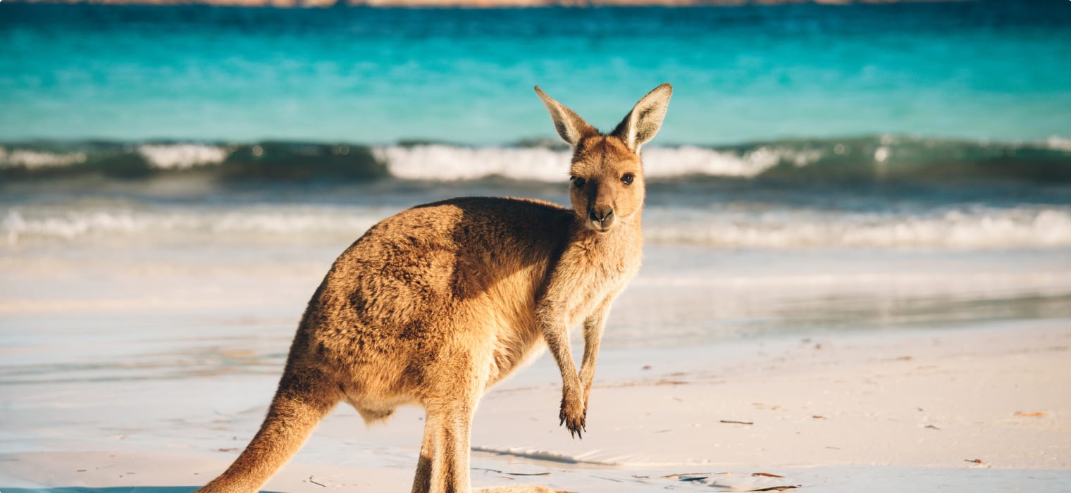 Iconic Animals of the Australian Outback