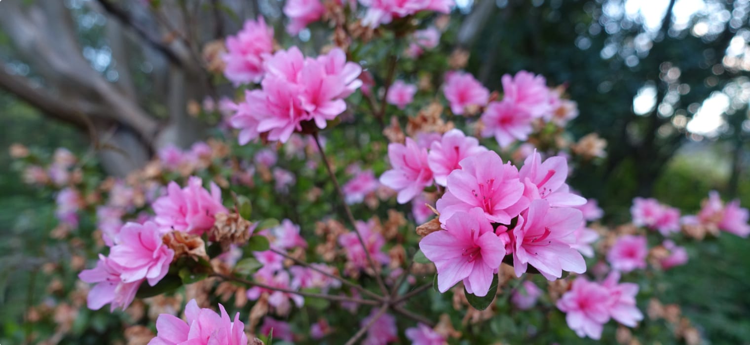 Small group tour of the Blue Mountains in the Spring