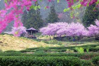 Wuling Farm Taiwan Sakura Garden