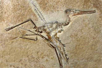 Pterodactylus Elegans Fossil