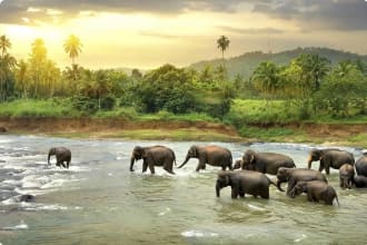 Sri Lanka - Elephants