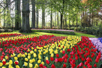 Holland tulips and hyacinths