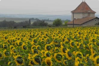 Sunflower Field, France