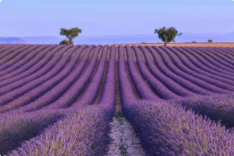 Lavender Field, Valensole Provence, France