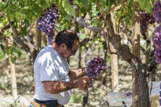 Grape Harvest Italy Western Mediterranean