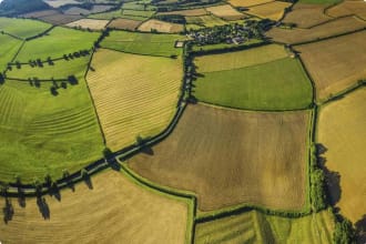 farmland, wheat crops