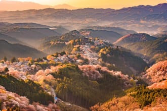 Japan Cherry Blossom, Kyoto