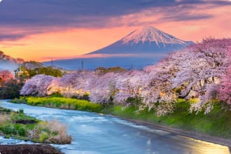 Mountain fuji in cherry blossom season during sunset.