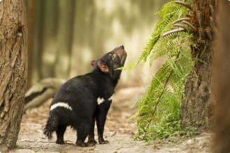 Tasmanian Wilderness summer school