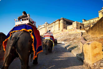 Elephants in Jaipur, India