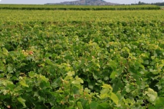 French Vineyards, Loire Valley