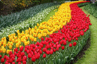 Keukenhof Garden, Tulips, Netherlands