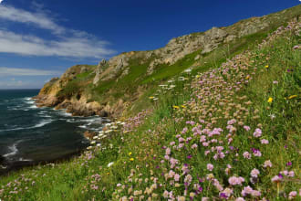 Le Pulec Wildflowers, Jersey, U.K.