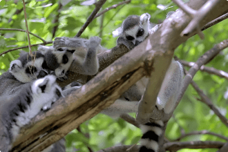 Madagascar