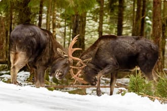 Trans-Siberian Landscapes and Wildlife