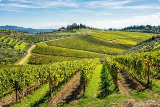 Vineyards in Tuscany