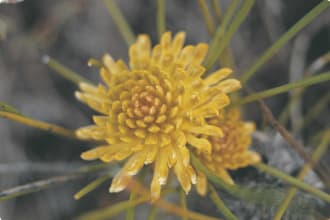 Petrophile wildflower