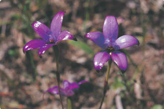 Purple Enamel orchid (Elythranthera brunonis)
