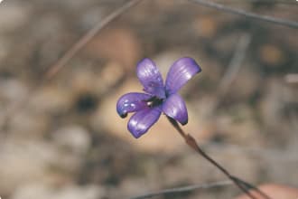 Purple Enamel orchid (Elythranthera brunonis)