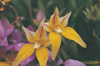 Cowslip orchid (Cladenia flava)