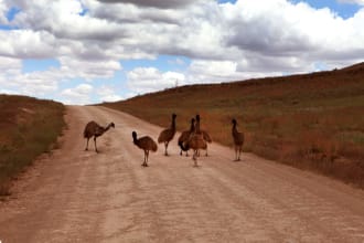 Emus, Wilpena Pound Resort