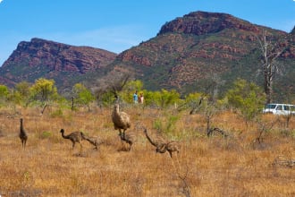 Ikara-Flinders Ranges National Park