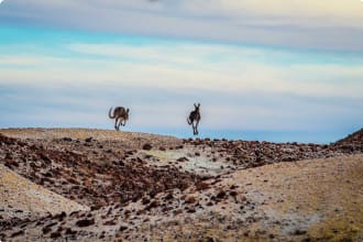 Kanku-Breakaways Conservation Park, Coober Pedy