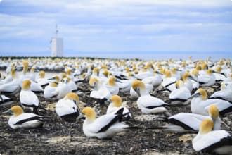 Gannet colony at Cape Kidnappers, Hawkes Bay