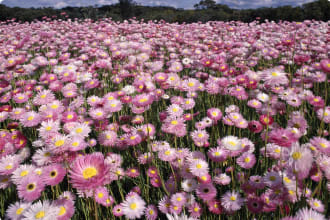 Field of Rosy Everlasting wildflowers growing in Western Australia.