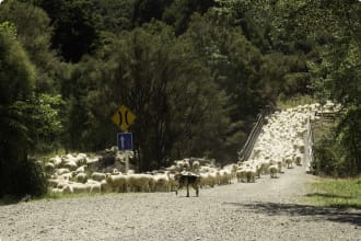 Flock of Sheep New Zealand