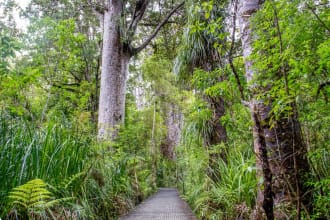 easy walking tours new zealand