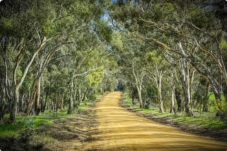 bush in rural Victoria near Benalla