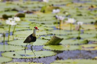 Jacanau Kakadu